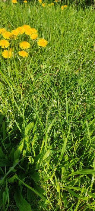 Idealne siano sianko dla królików, szynszyli i innych gryzoni