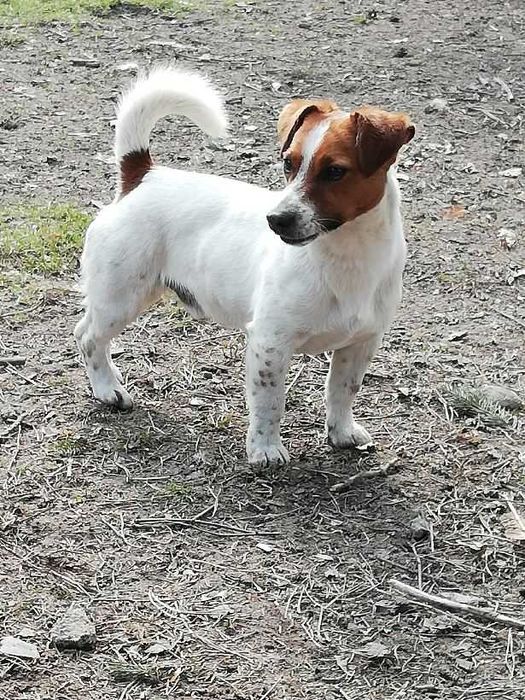Jack Russell Terrier #SMARTIE JACKS# Pure JRT ZAPRASZAMY do rezerwacji