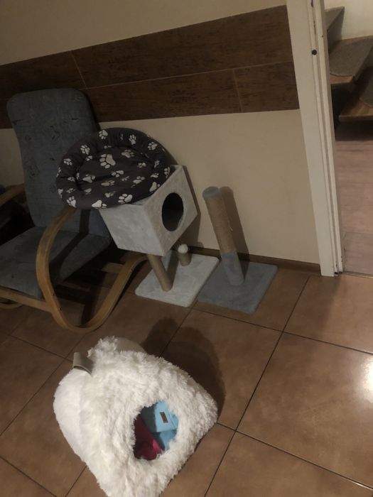 Piękny kot rasy Scollish Fold nieaktualno