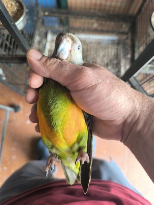 Papagaio do Senegal 2025