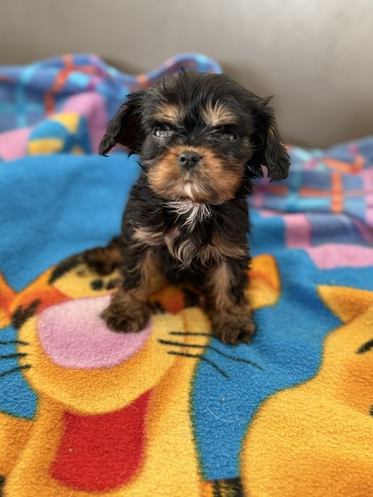 Cavalier King Charles Spaniel piesek