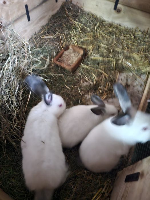 Sprzedam kroliki kalifornijskie