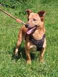 Cezar do adopcji - fundacja A.S.H.