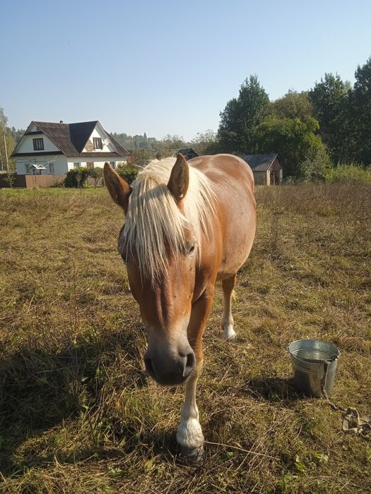 Продам лошака два років деталі за номером телефону