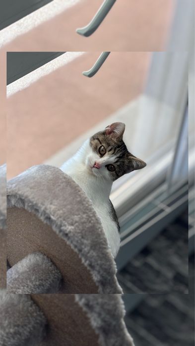 Oren kocurek do adopcji