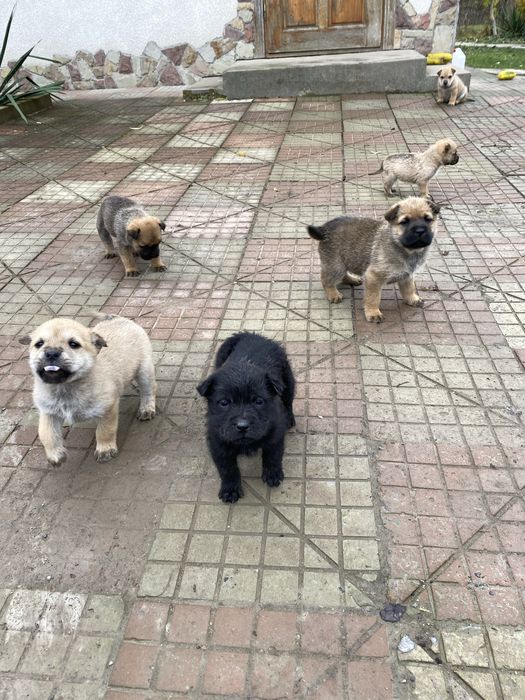 Відам песиків у хороші руки! Мама Шар-Пей