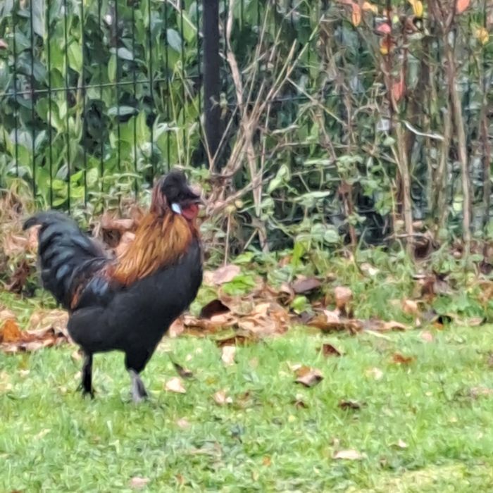 Kogut ozdobny zmieni kurnik