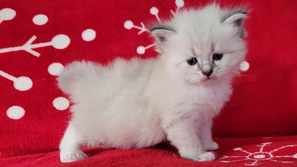 Zapraszamy do Rezerwacji kociąt  Neva Masquerade z rodowodem FPL.