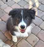 Piesek Border Collie ZKWP/FCI