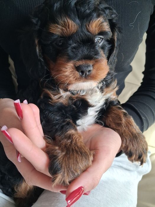 Cavapoo chłopczyk prześliczny  ! Jedyny taki cudny  !