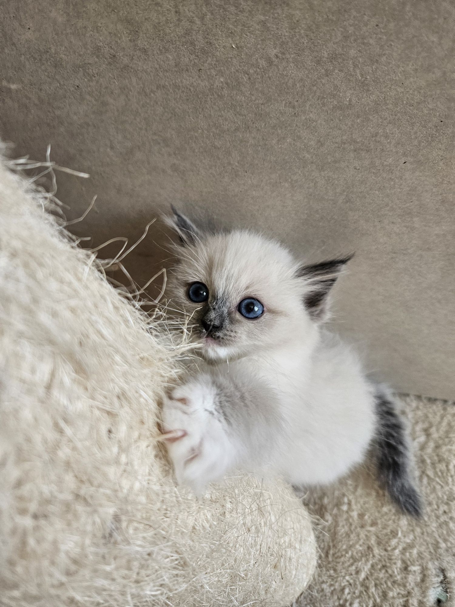 Kotki I Kocurki  Ragdoll
