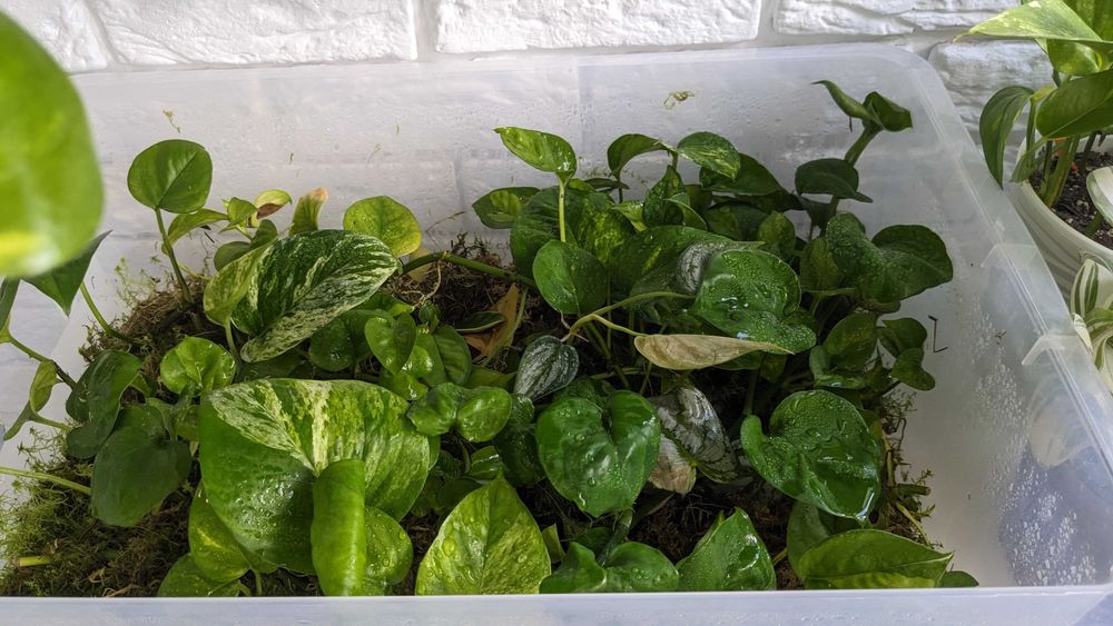 Сциндапсус епіпремнум  Марбл Квін  Глобал Грін Голден Марбл Квин Потос