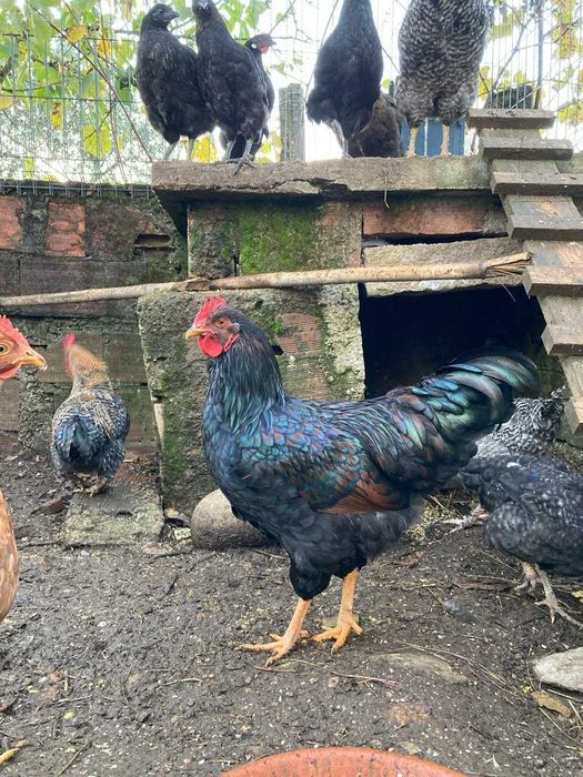 Galos de varias raças