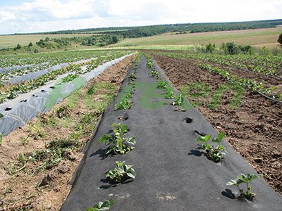 Агроволокно Польша, Чехия. Геотекстиль, Агроткань, Спанбонд