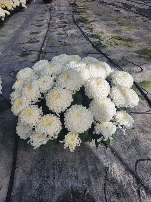 Chryzantemy Wielkokwiatowe * Średniokwiatowe *ANASTAZJA*IRINA*ROSELA*