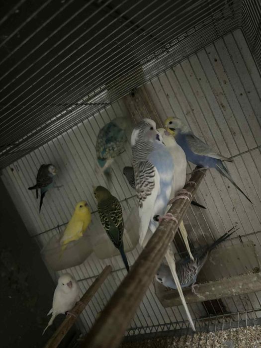 Varios periquitos de poupa / mutacoes prontos a criar