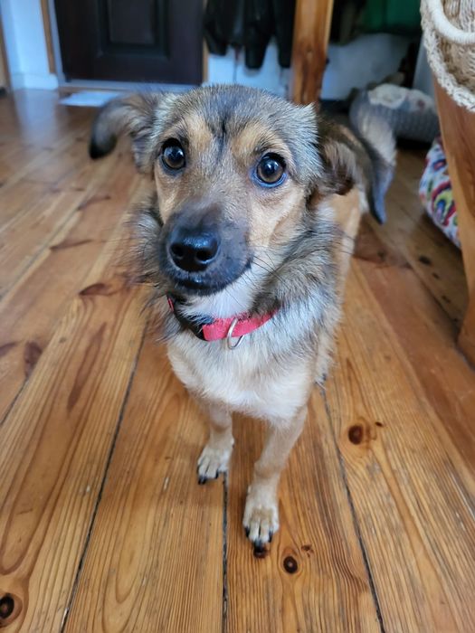 Keira - niespełna 5 kg suczka do adopcji