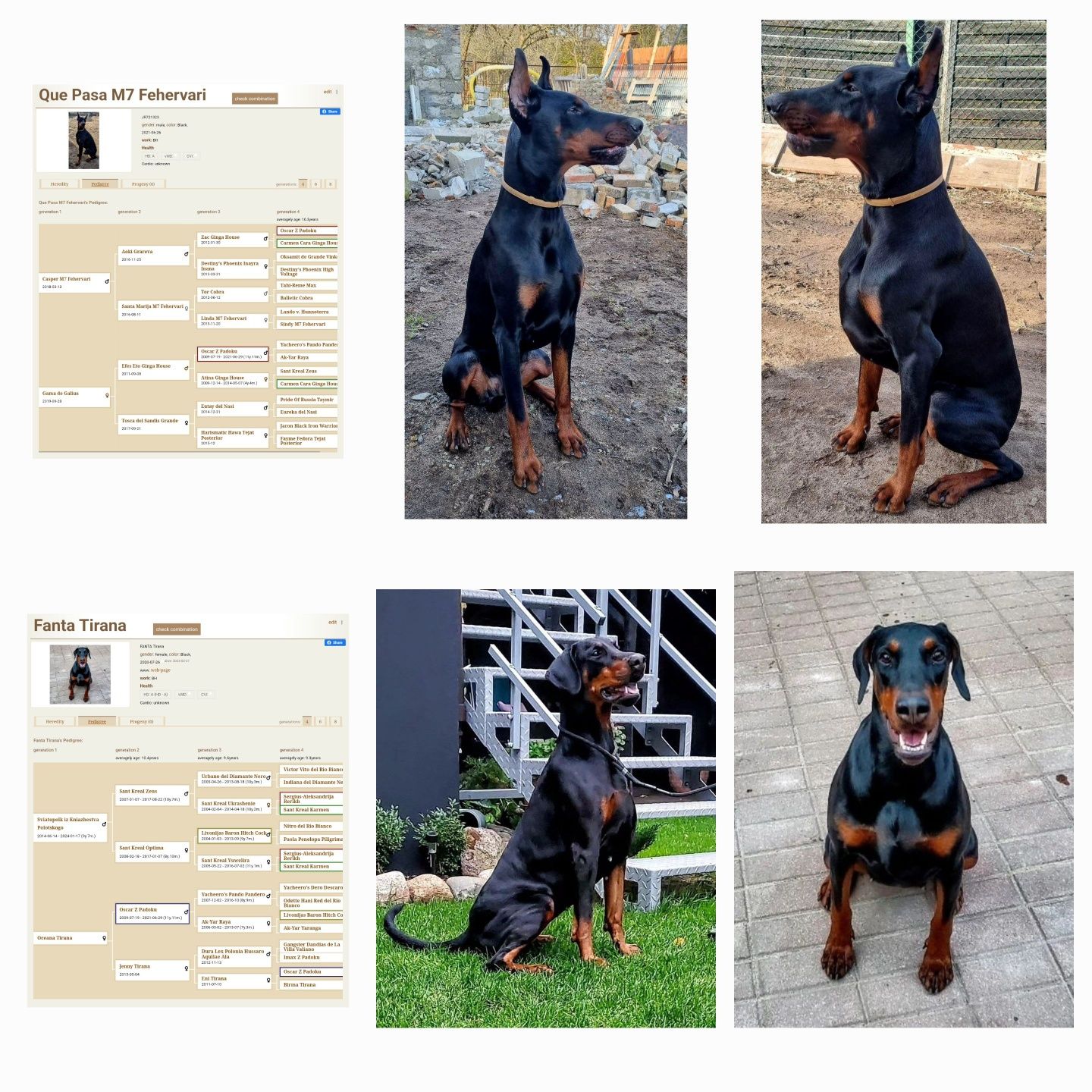 ZAPOWIEDŹ MIOTU! Doberman wybitne skojarzenie z Neverland Ranch Kennel