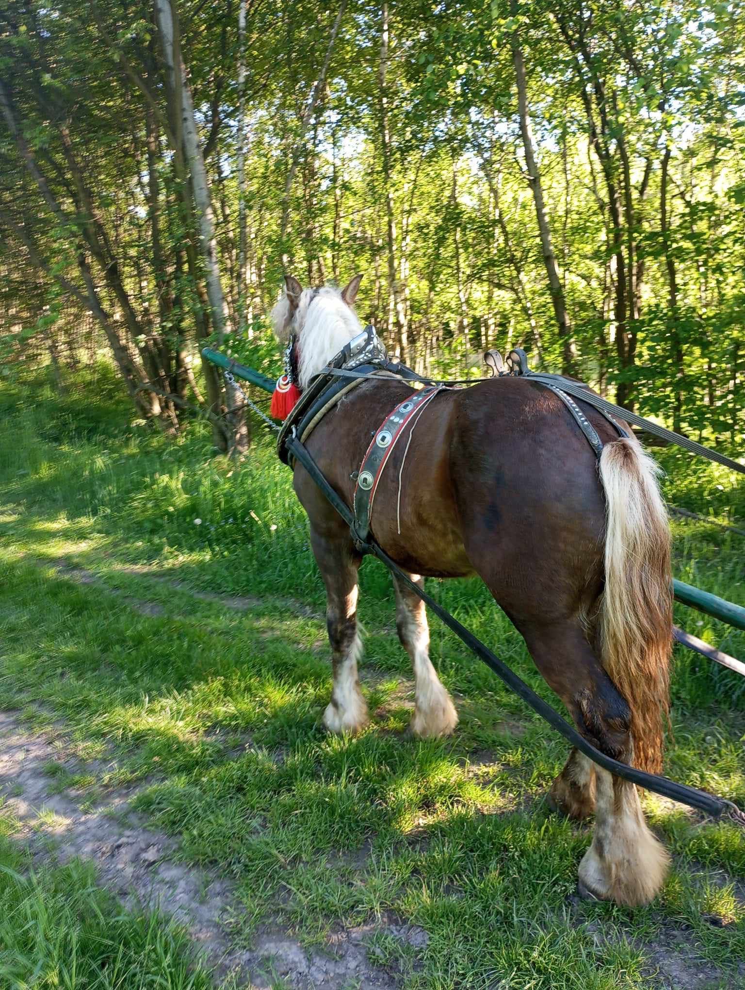 Sprzedam Wałacha