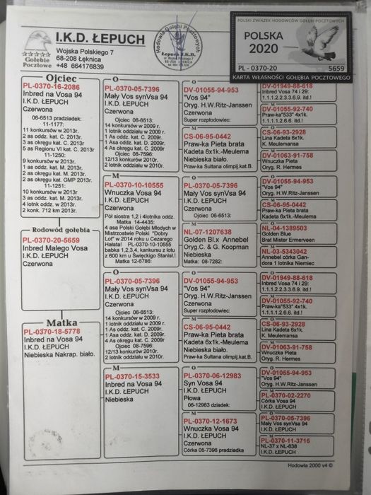 Gołębie pocztowe samczyk I.K.D Łepuch