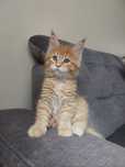 Srebrny rudy duży kocur Maine Coon z rodowodem FPL