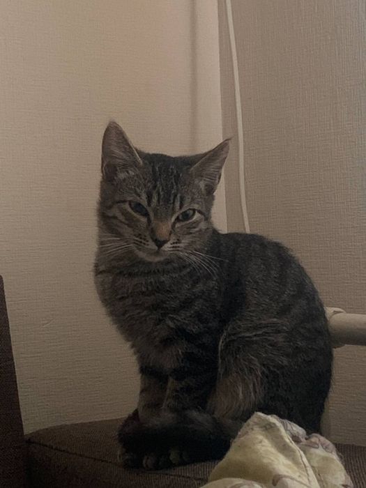 Котенок 3,5 месяца