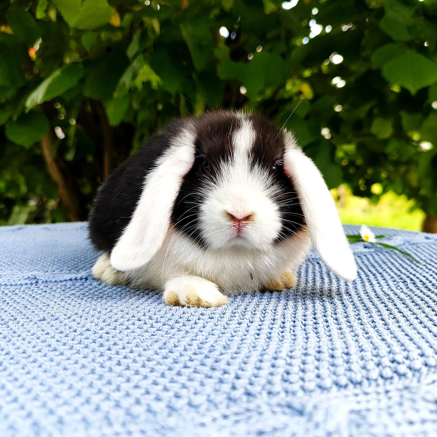 Mini lop rasowy metryka legalna hodowla miniaturka baranek