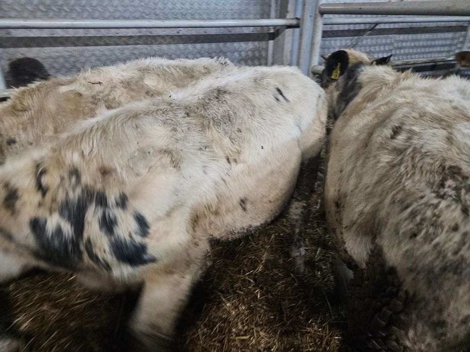 Sprzedam odsadki Belgi Limuze