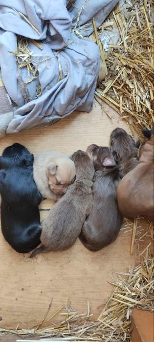 6 pięknych szczeniąt  do oddania