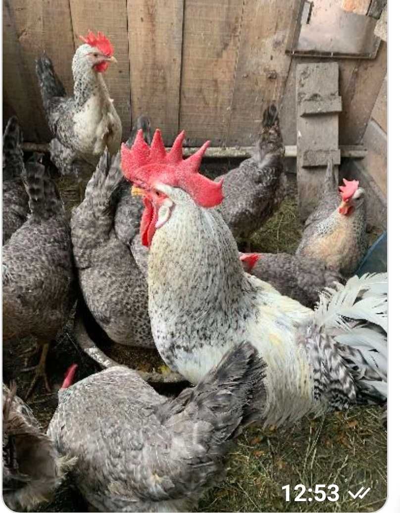 Iнкубацiйнi яйця курей