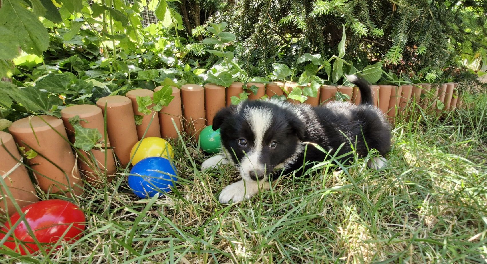 Border Collie piesek czarno biały