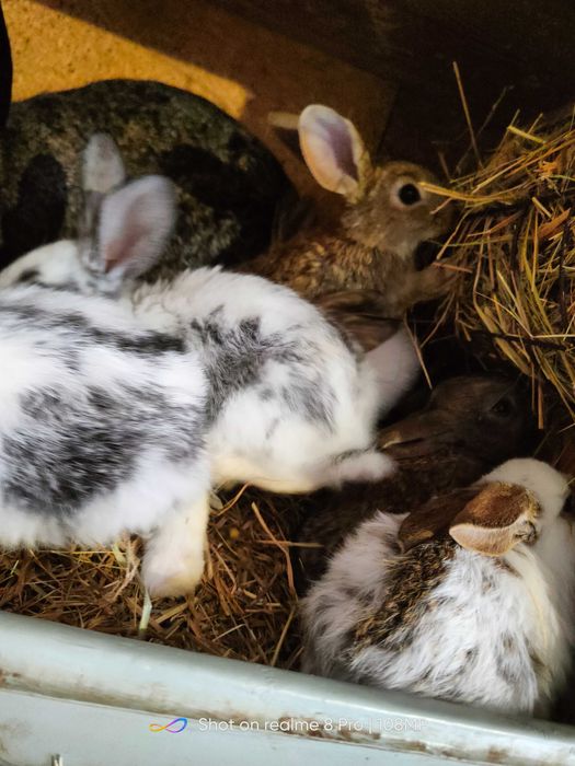 Promocja Sprzedam króliki tuszki i żywe młode średnie i starsze.
