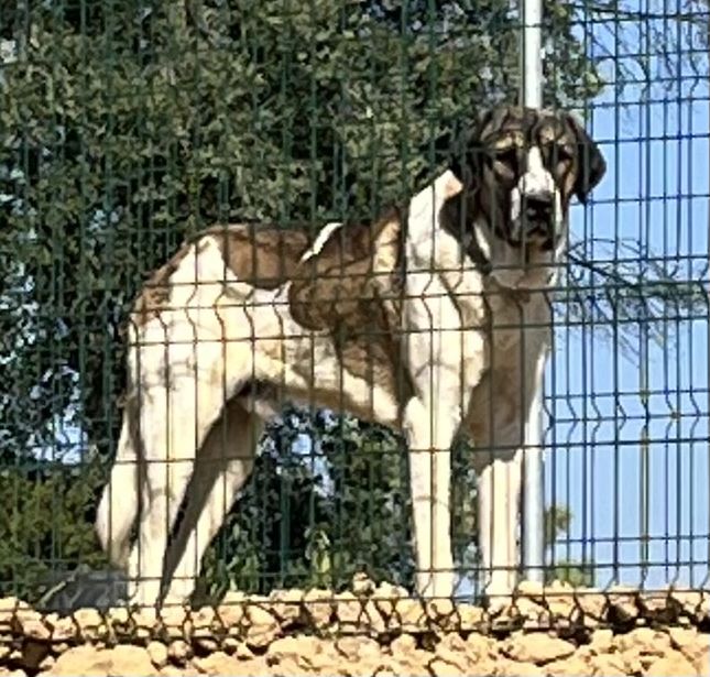 Cachorros porte muito grande.