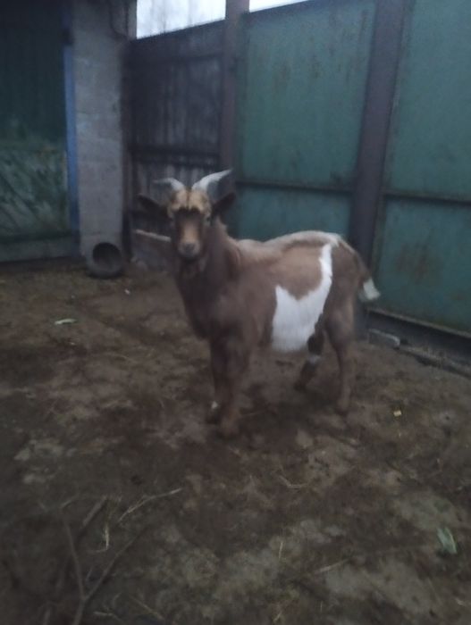 Продам козлика 9 місяців