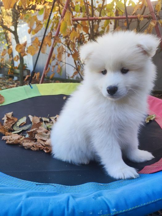 Piesek samoyed samojed Piękny