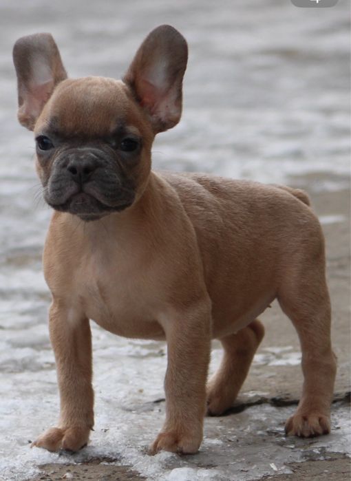 Французький бульдог