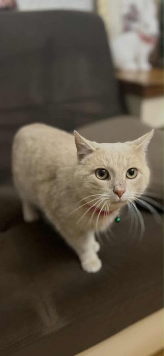 Котик Кокос шукає сімʼю