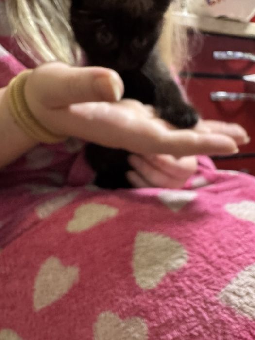 Котенок мальчик британец метис