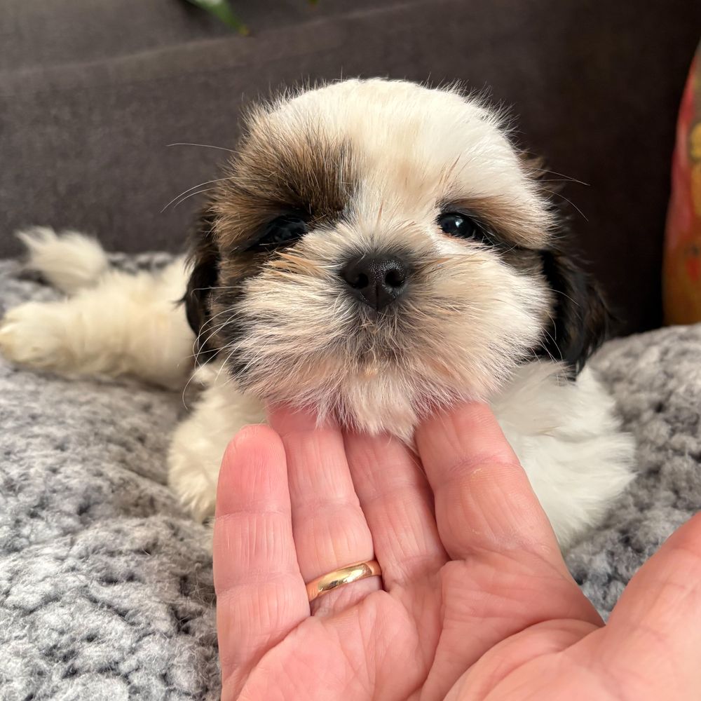 Szczeniak Shih tzu