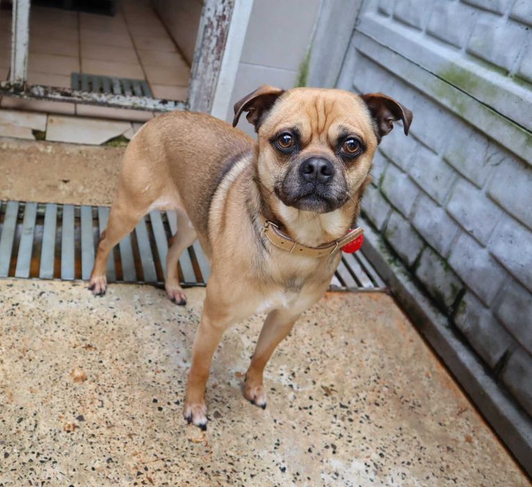 2 letni Odys porzucony przez właściciela - teraz w schronisku