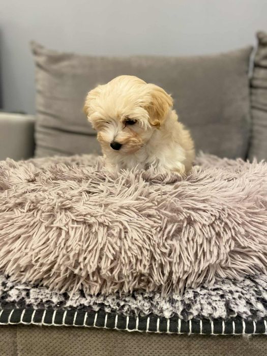 Urocza suczka maltipoo gotowa do odbioru