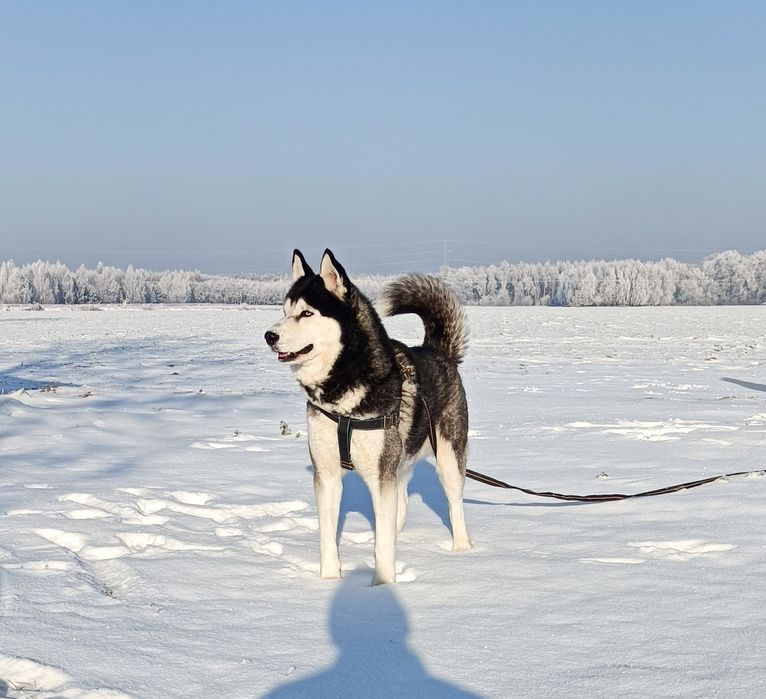 Zapowiedź miotu szczeniaczków Siberian husky.