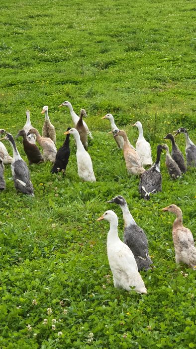 Biegus Indyjski pary