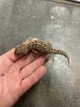 Gekon madagaskarsmi SAMIEC Paroedura picta