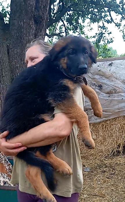 Элитный роскошный щенок .