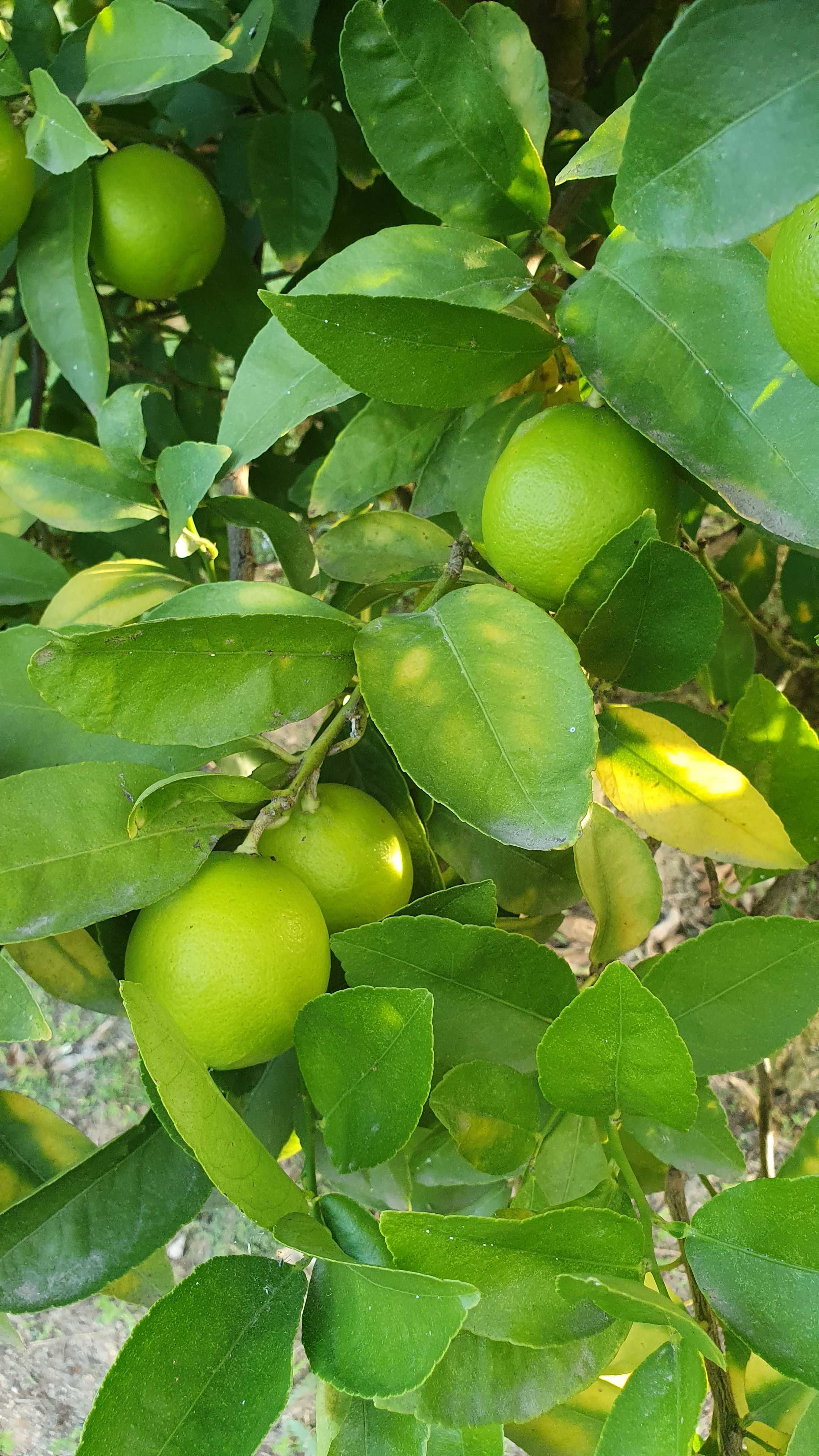 Limas (frutos/citrinos)