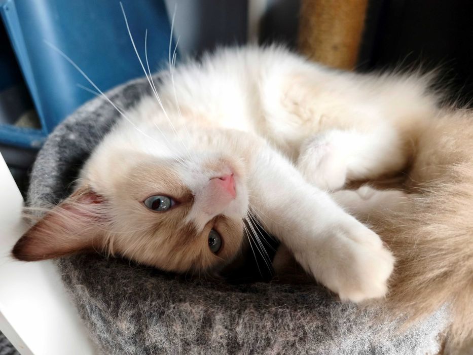 Unikalny Ragdoll mink / Cherubim czekoladowy bicolor