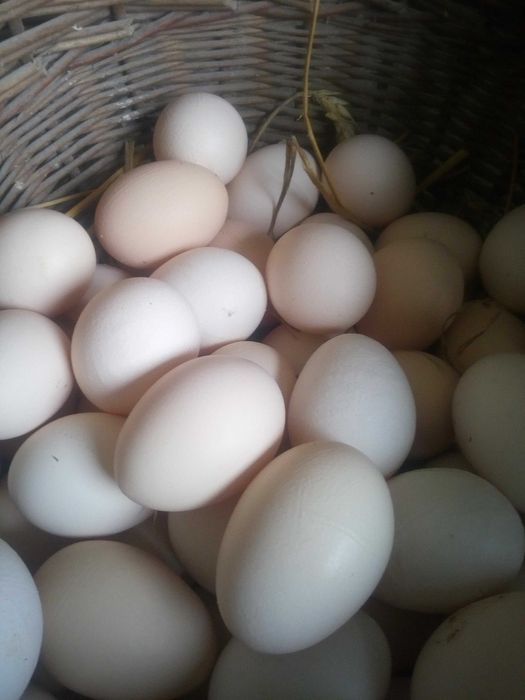 Jajka wiejskie  z wolnego wybiegu
