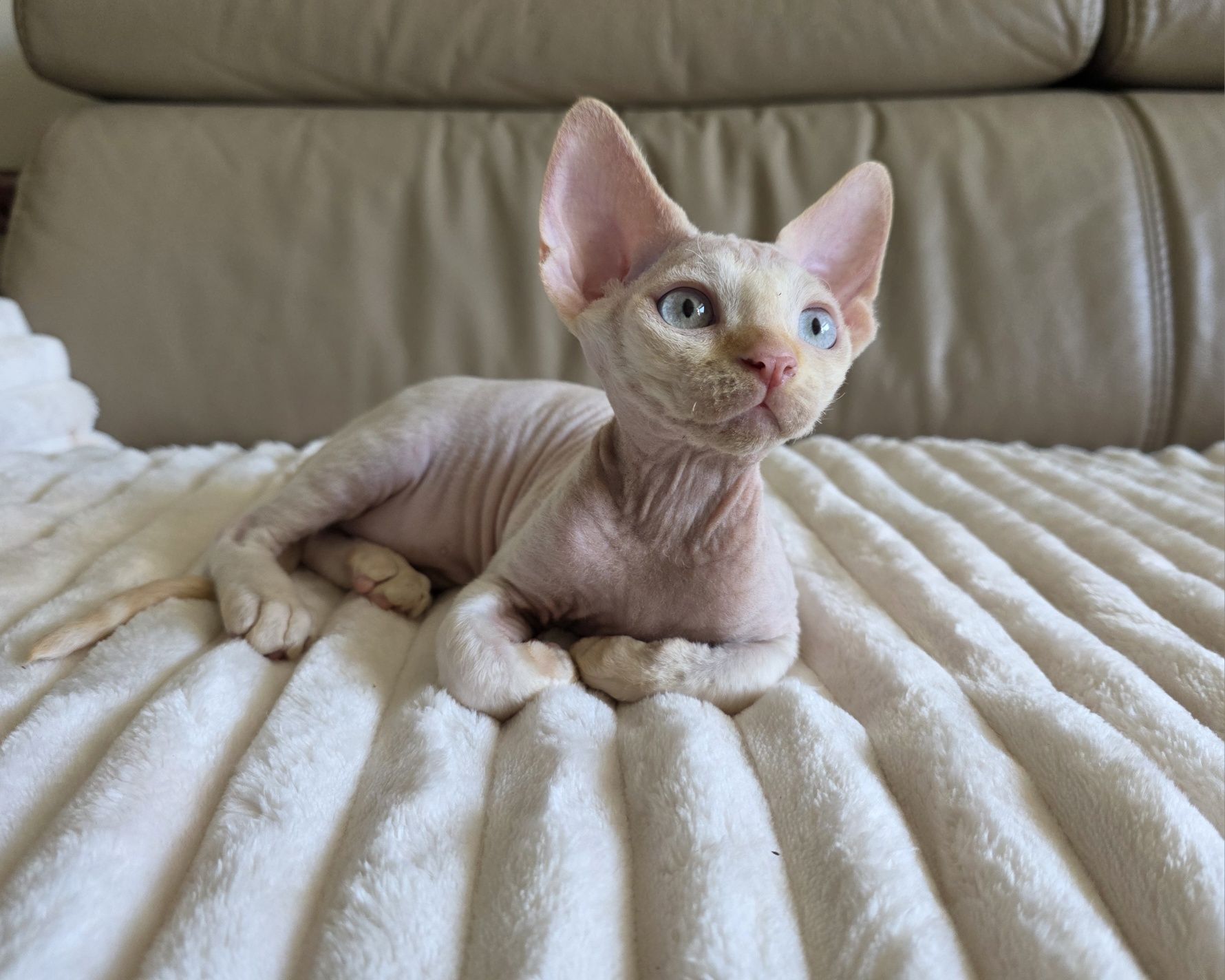 Devon Rex - Kasper - Gotowy do odbioru Kocurek Point z Niebieskimi Ocz