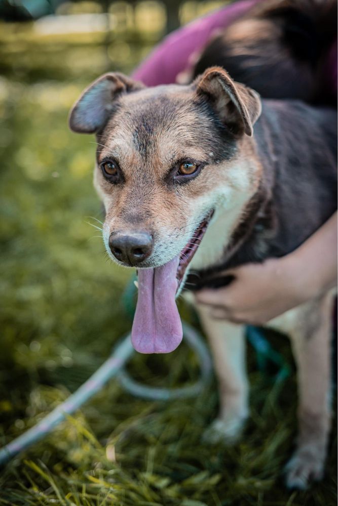 Kasztanek - średniej wielkości pies do adopcji